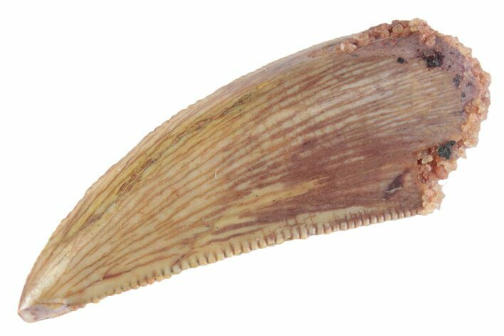Serrated Raptor Tooth - Real Dinosaur Tooth #370392